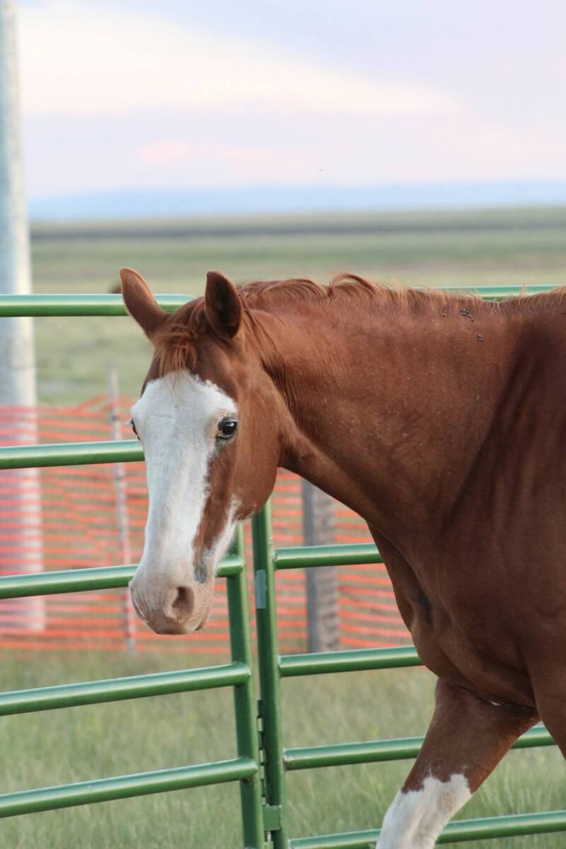 June, 17yo American Paint Horse mare, 15.0hh