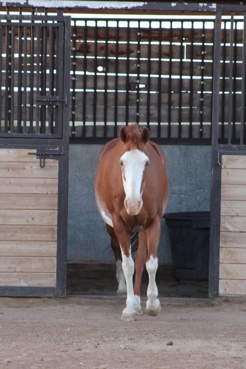 June, 17yo American Paint Horse mare, 15.0hh