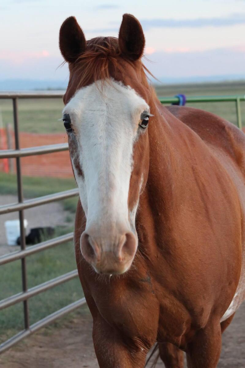 June, 17yo American Paint Horse mare, 15.0hh