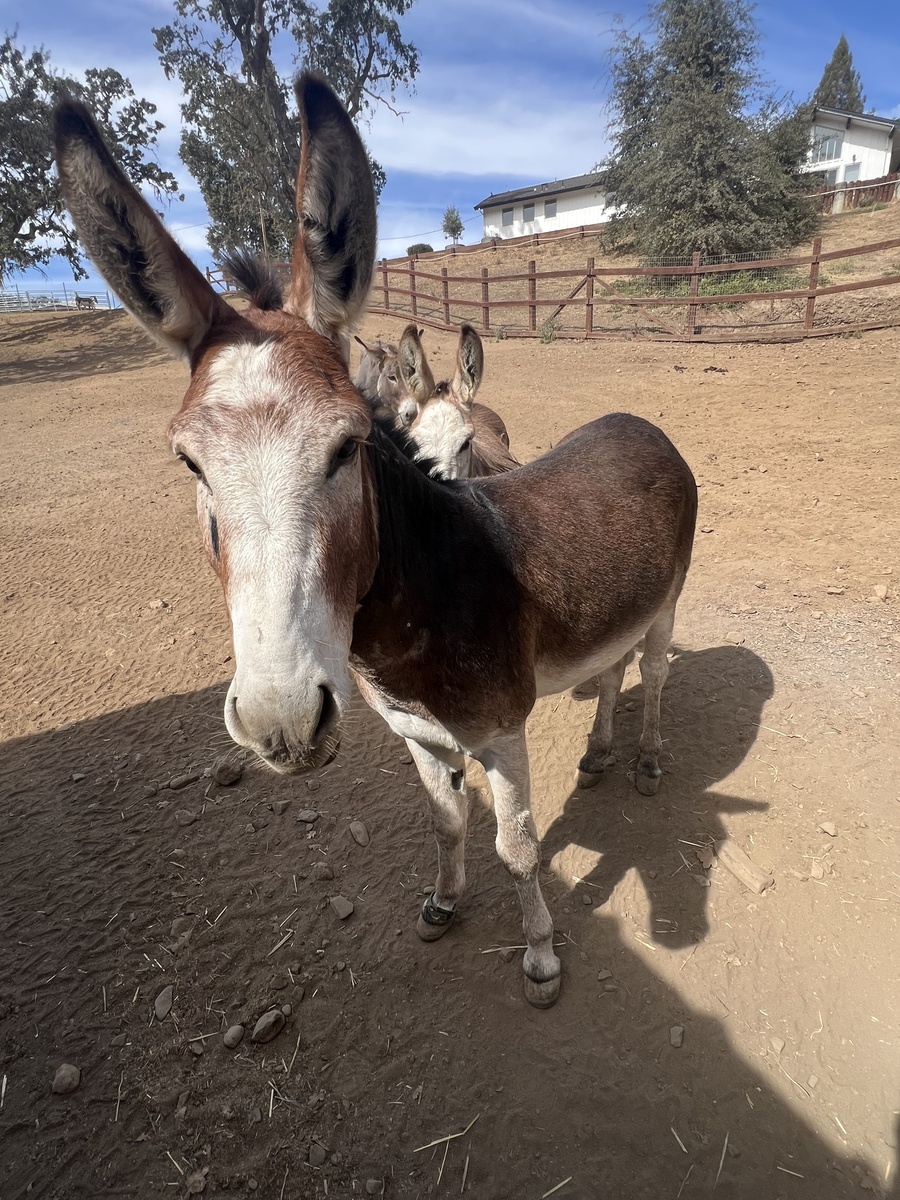 Humphrey, 3yo Donkey gelding, 13.0hh