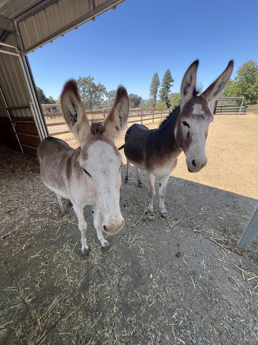 Humphrey, 3yo Donkey gelding, 13.0hh