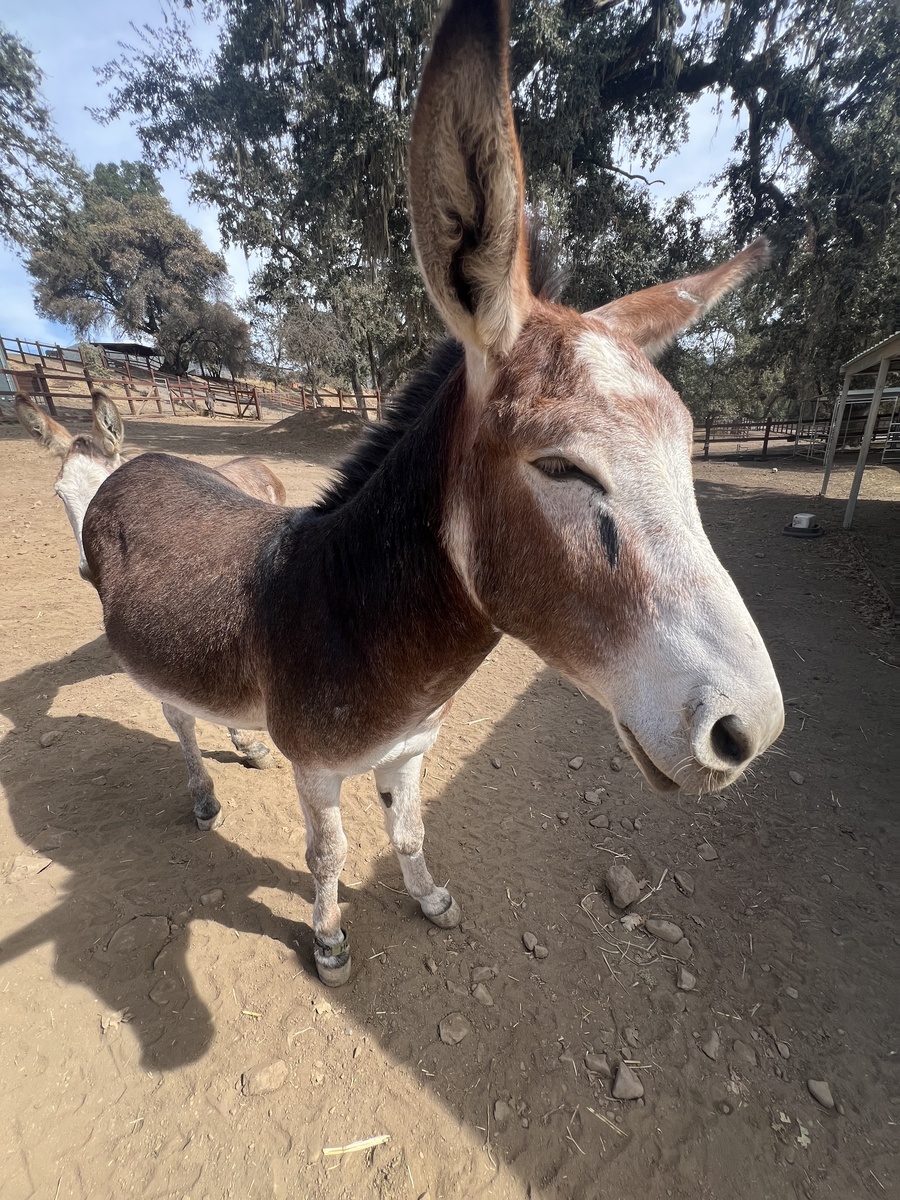Humphrey, 3yo Donkey gelding, 13.0hh