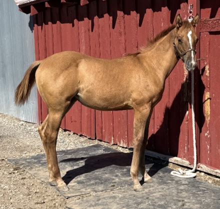 Tuckers Dually Chica, AQHA Quarter Horse filly foal