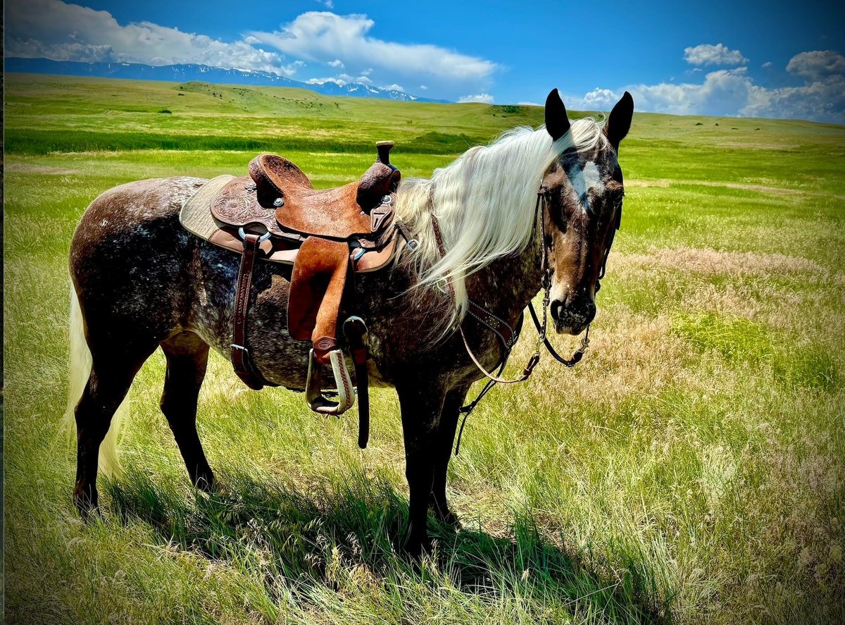 Gypsy Horse, 9yo Gypsy Horse mare, 14.3hh