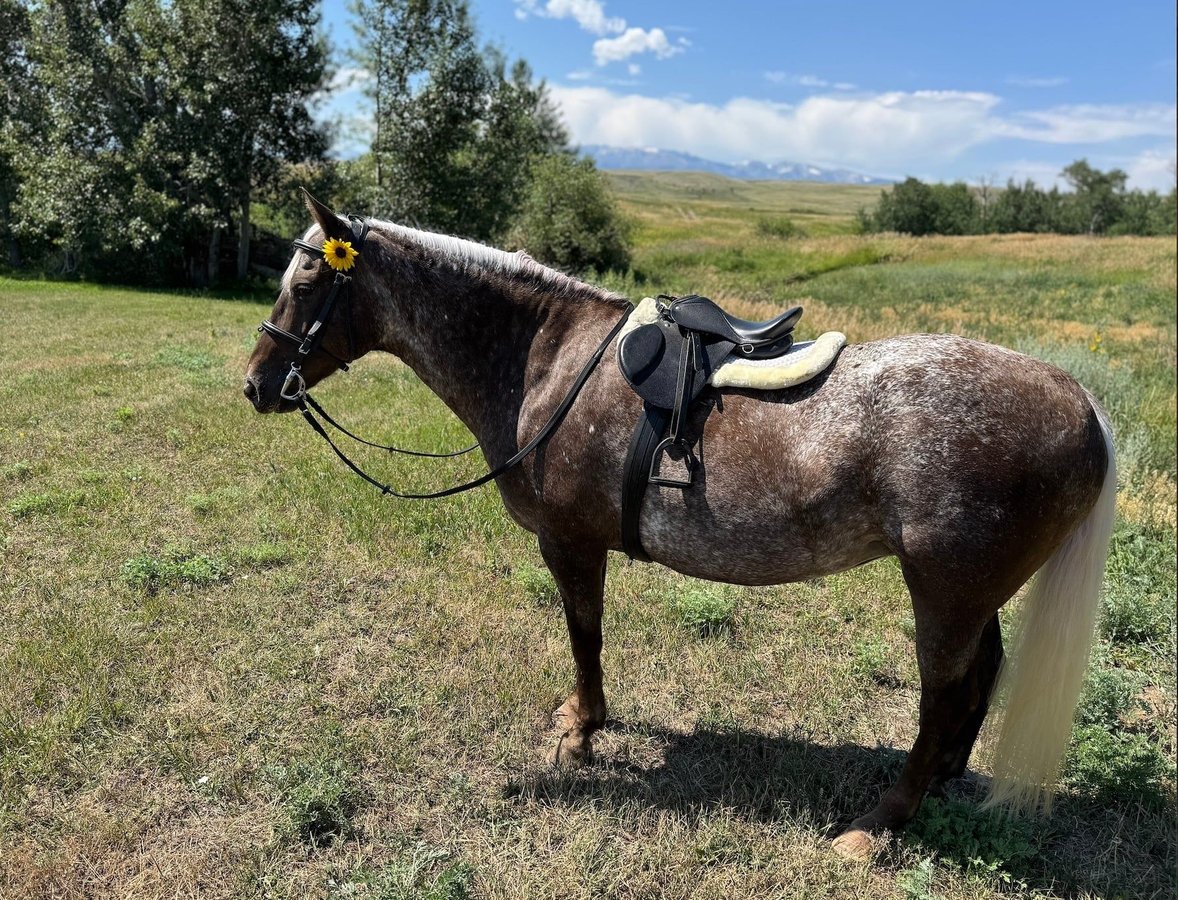 Gypsy Horse, 9yo Gypsy Horse mare, 14.3hh