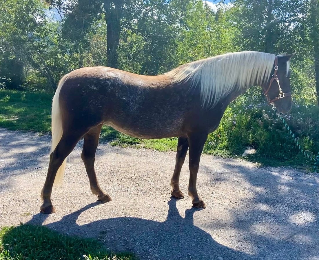 Gypsy Horse, 9yo Gypsy Horse mare, 14.3hh