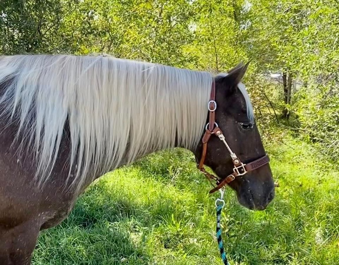 Gypsy Horse, 9yo Gypsy Horse mare, 14.3hh