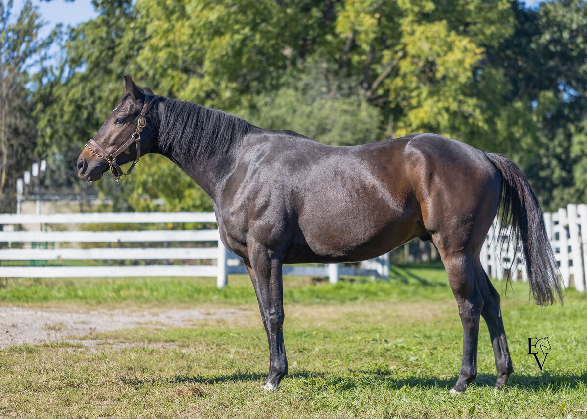 independent bliss, 3yo Thoroughbred gelding, 15.3hh