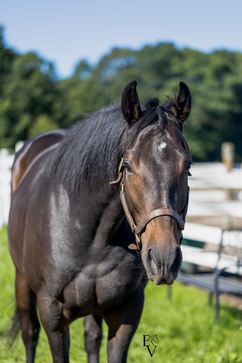 independent bliss, 3yo Thoroughbred gelding, 15.3hh