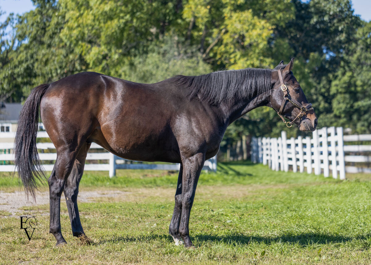 independent bliss, 3yo Thoroughbred gelding, 15.3hh