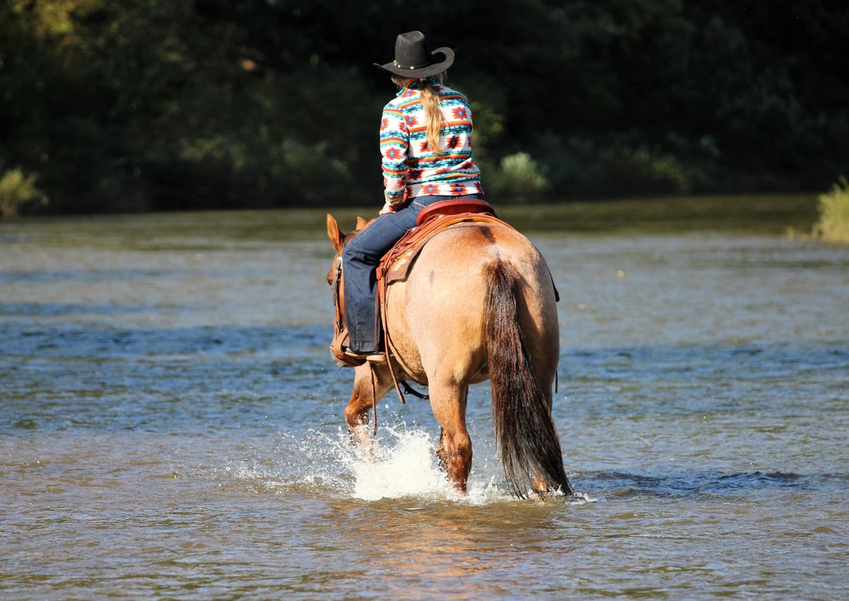 American Quarter Horse, 12yo American Quarter Horse gelding