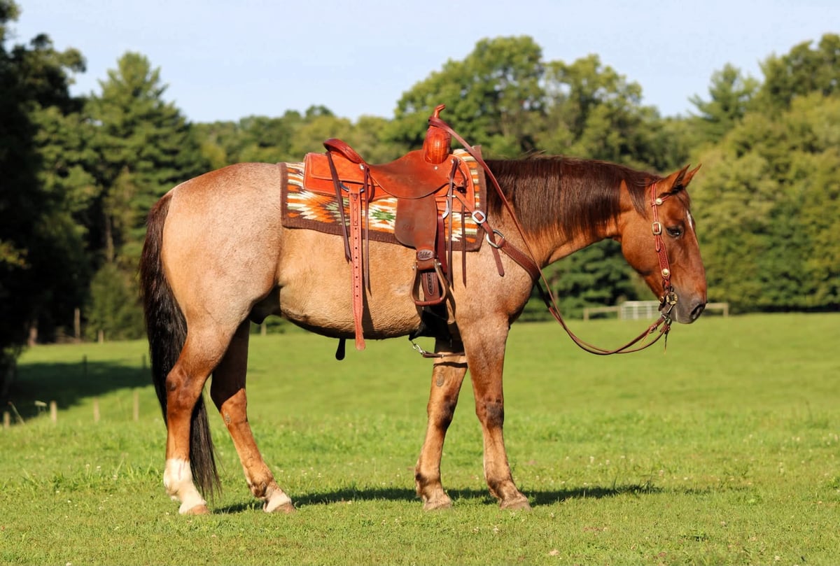 American Quarter Horse, 12yo American Quarter Horse gelding