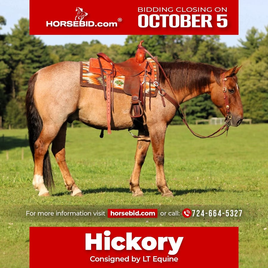 American Quarter Horse, 12yo American Quarter Horse gelding