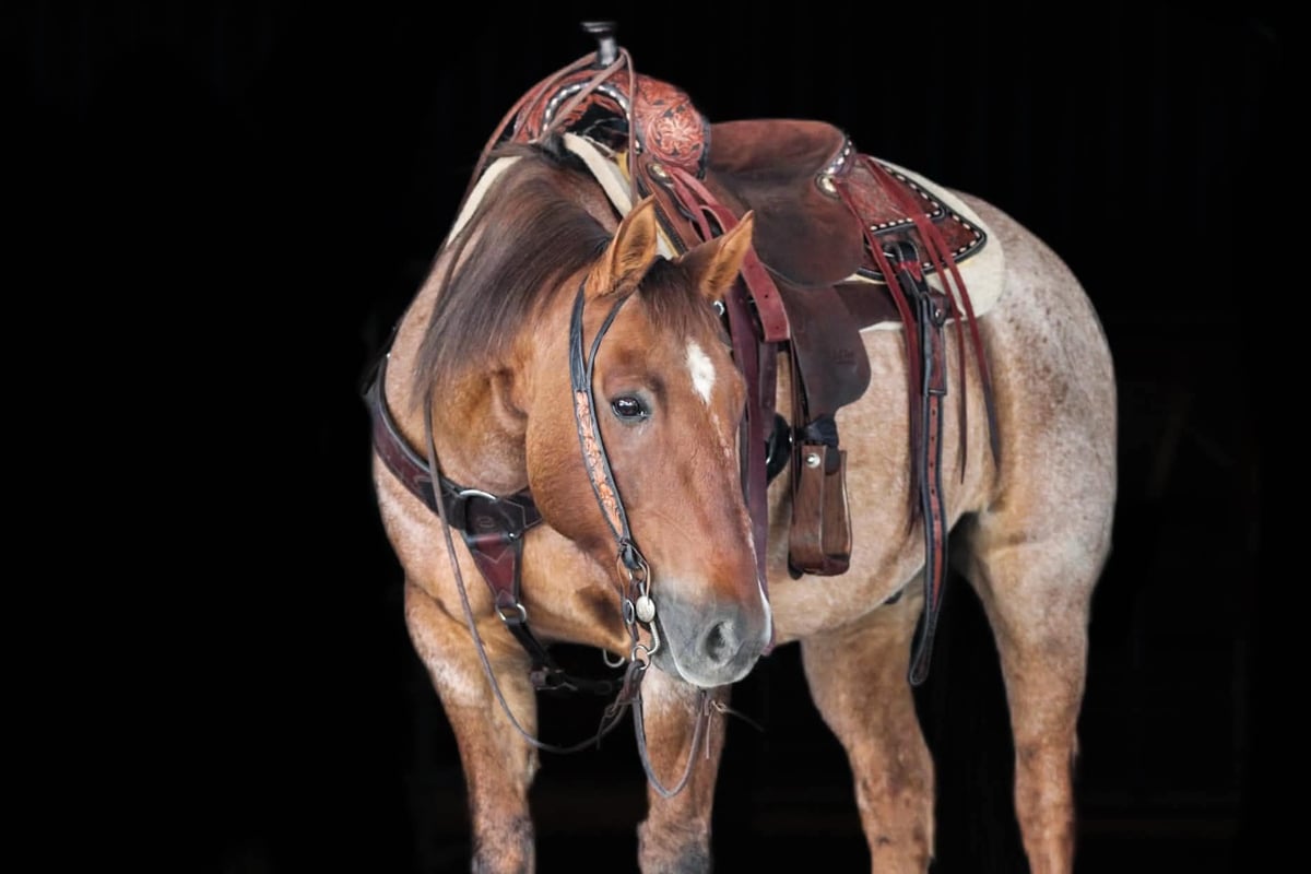 American Quarter Horse, 12yo American Quarter Horse gelding