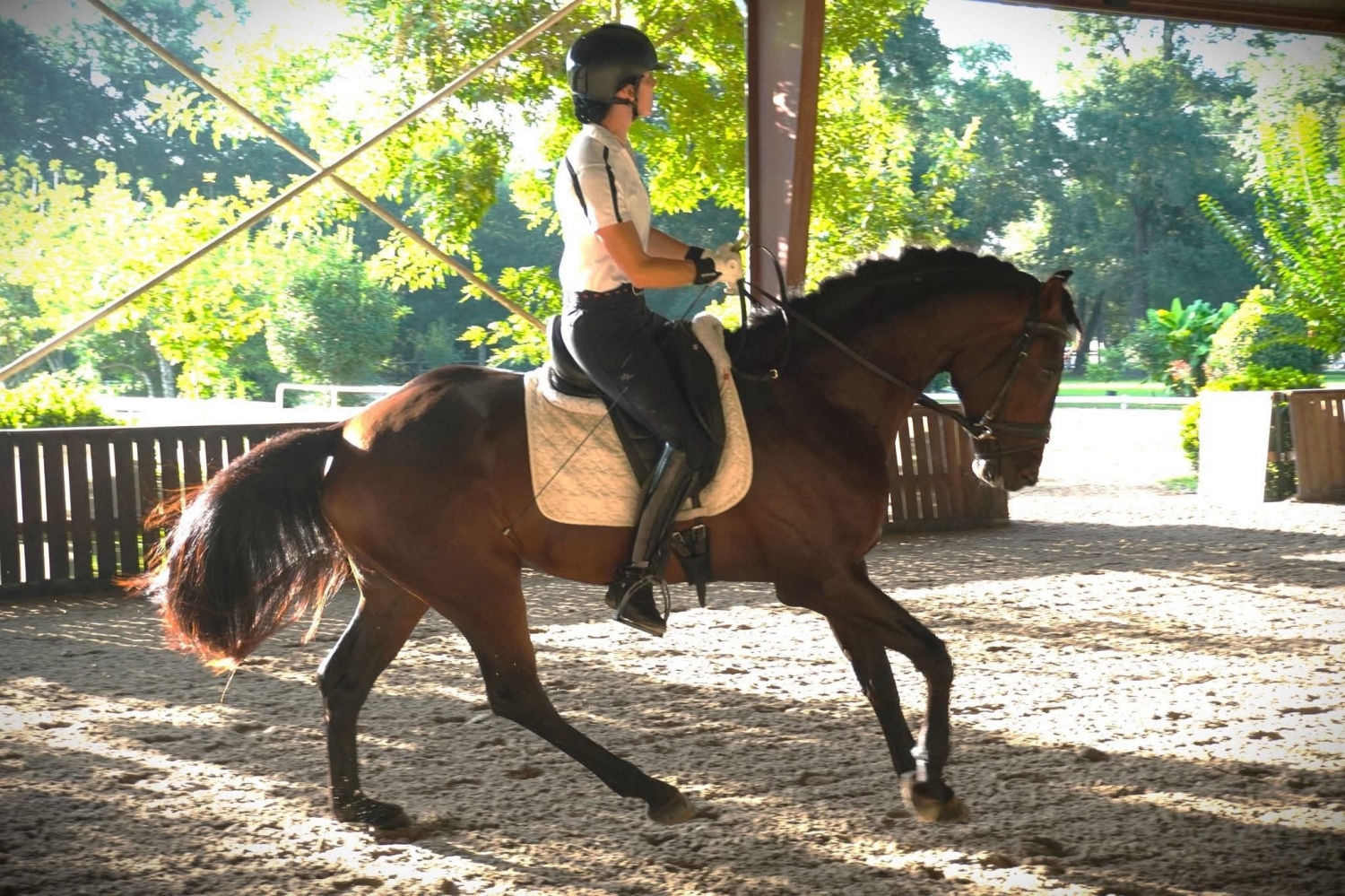 Vivaldon, 3yo Oldenburg stallion, 16.0hh