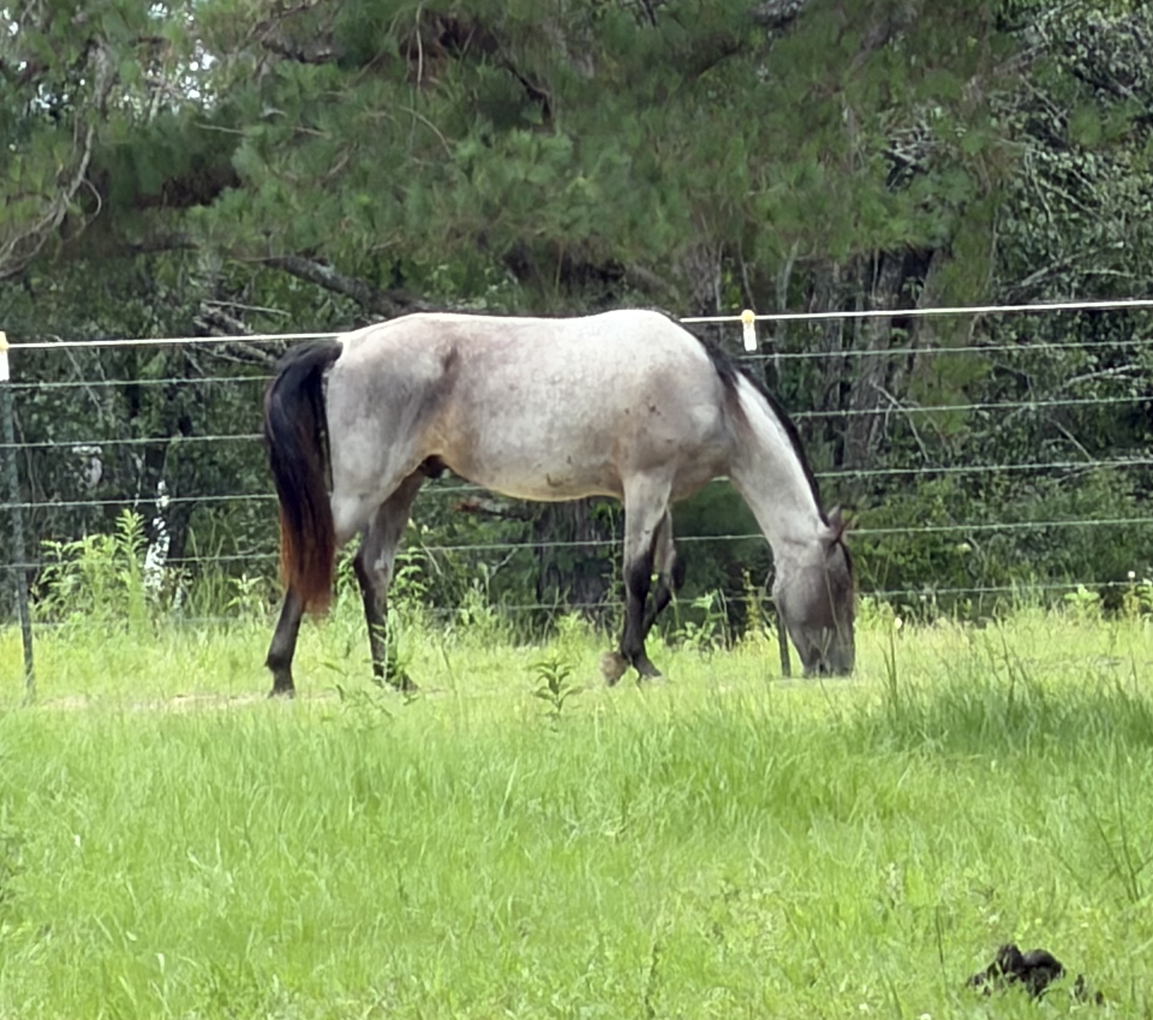 Majestic Magic Man, 5yo Tennessee Walker gelding, 15-16hh
