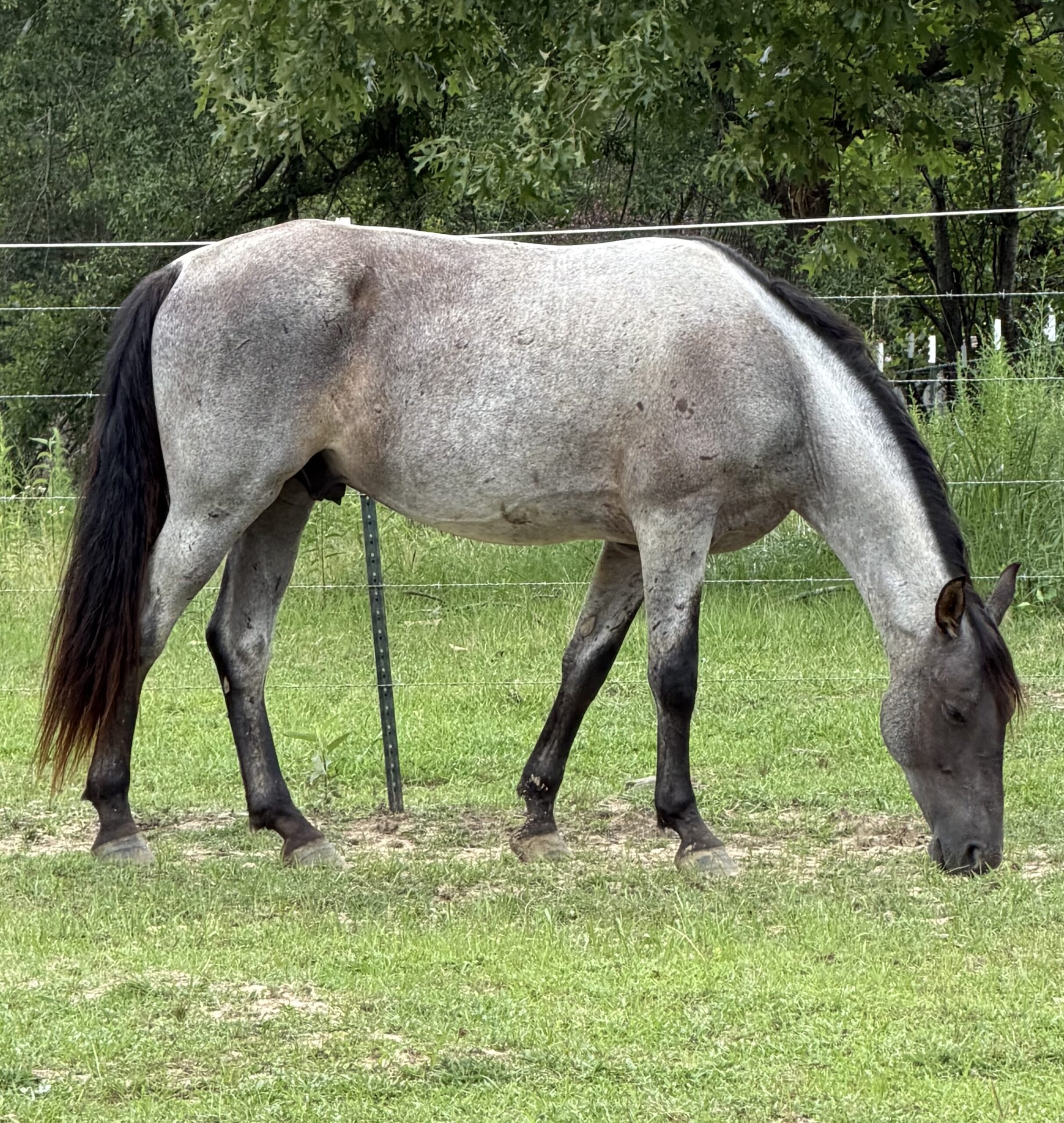 Majestic Magic Man, 5yo Tennessee Walker gelding, 15-16hh