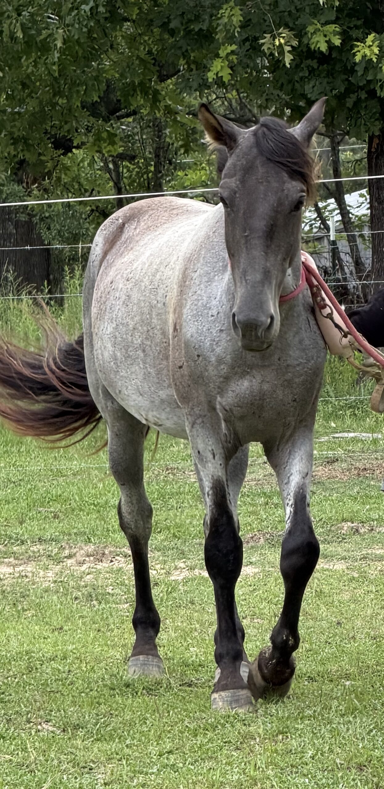 Majestic Magic Man, 5yo Tennessee Walker gelding, 15-16hh