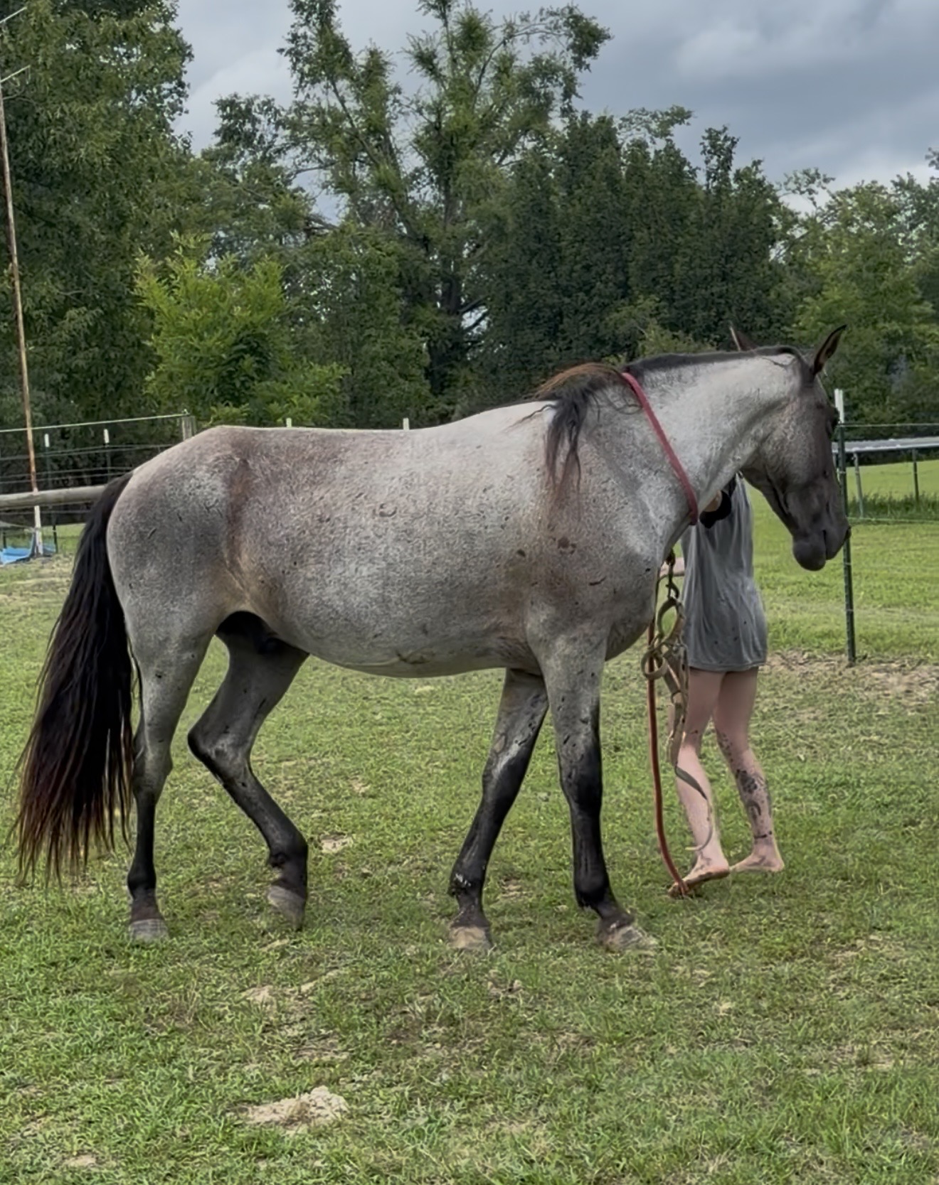 Majestic Magic Man, 5yo Tennessee Walker gelding, 15-16hh