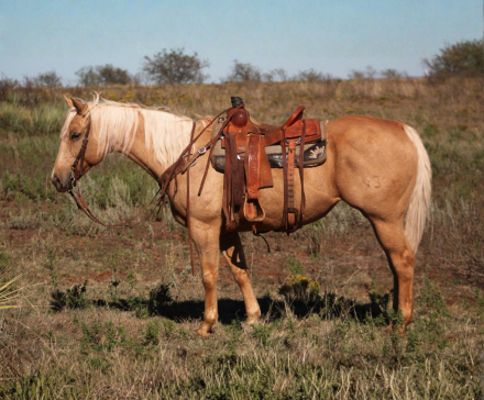 Watch Frenchy Jo Pac (Frenchy), 10yo AQHA Quarter Horse mare, 16.0hh