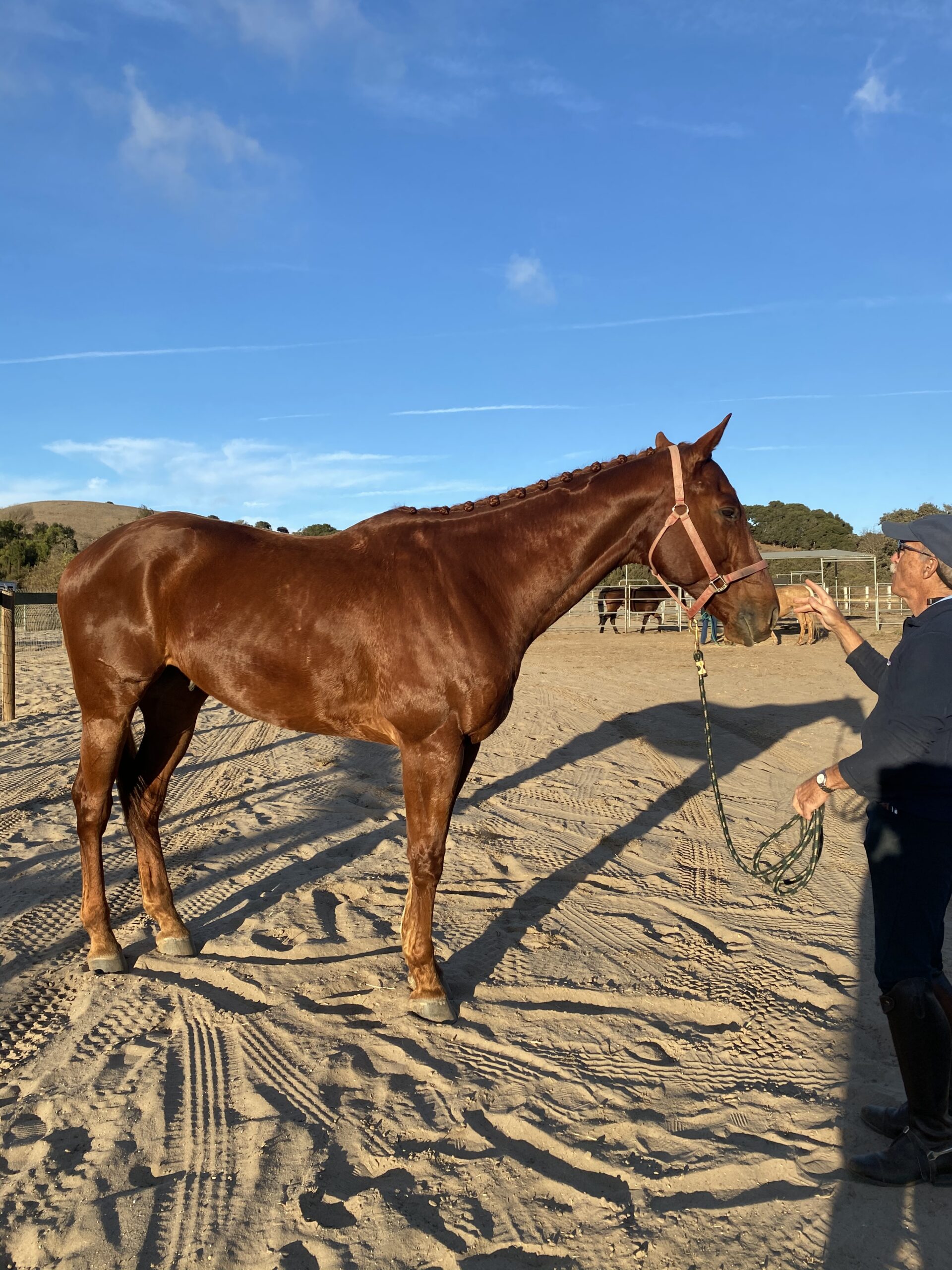 Paco, 7yo Thoroughbred gelding, 17hh
