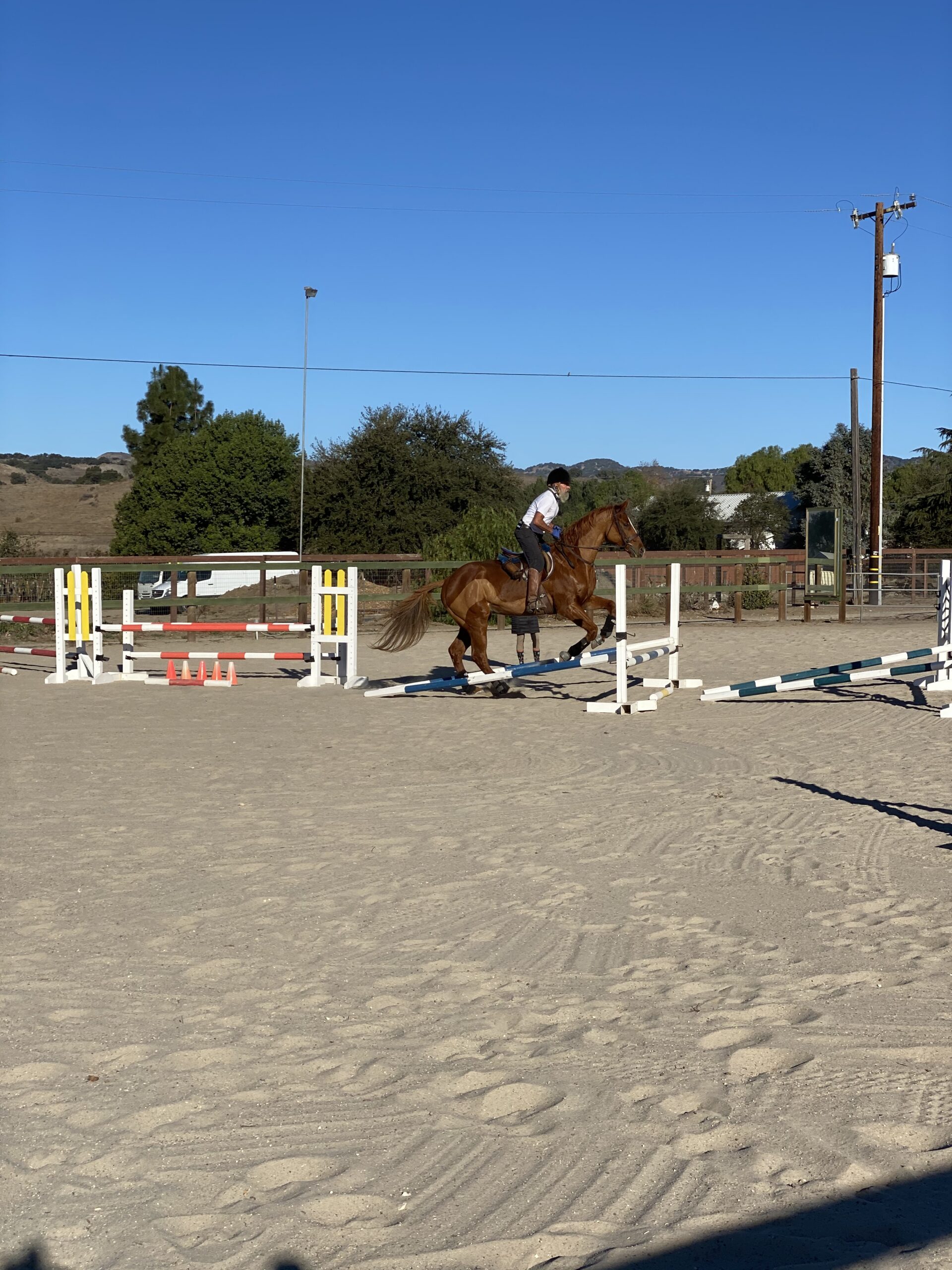 Paco, 7yo Thoroughbred gelding, 17hh
