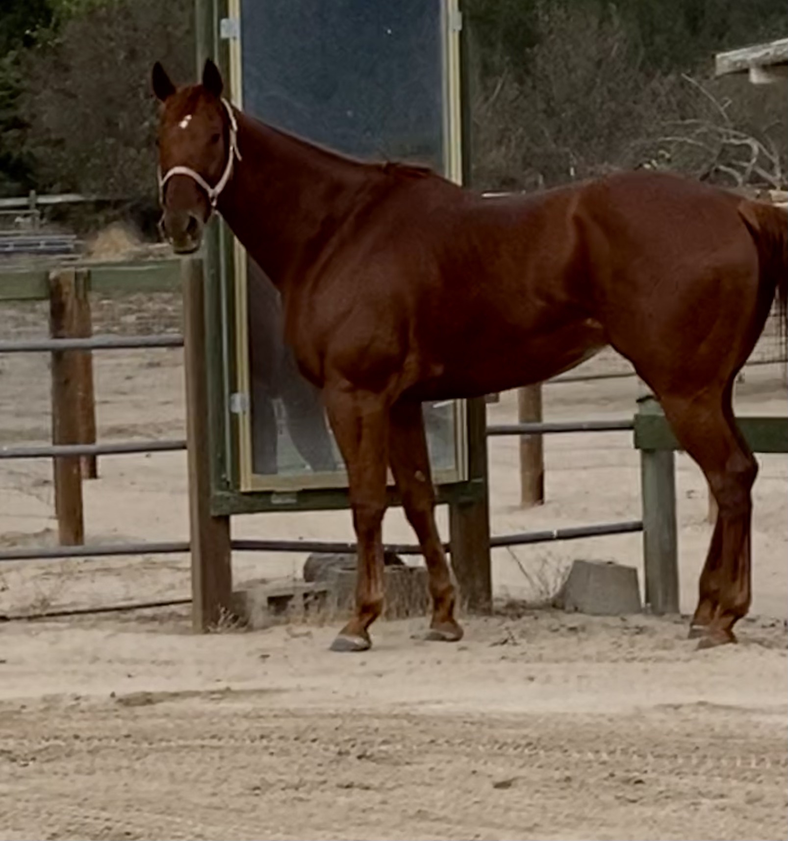 Paco, 7yo Thoroughbred gelding, 17hh