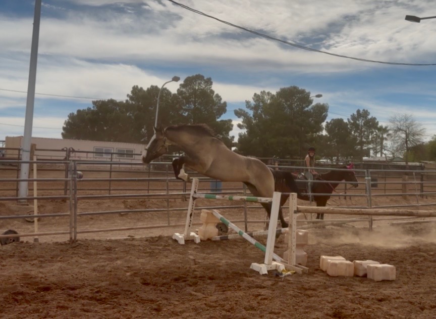 Diesel, 4yo Other gelding, 16.1hh