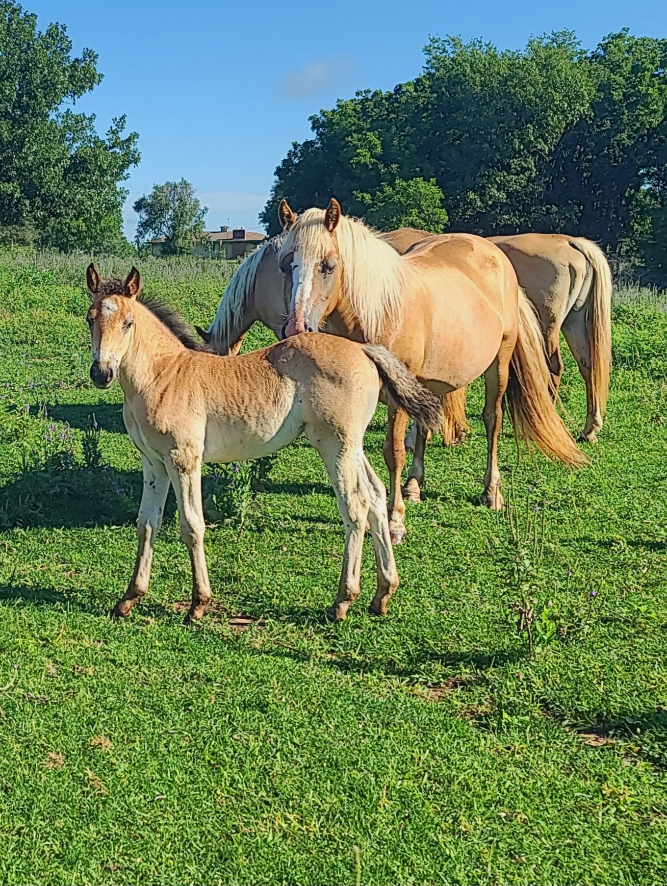 3 Bay Roan Aqha X Haflinger Fillies, Other mare