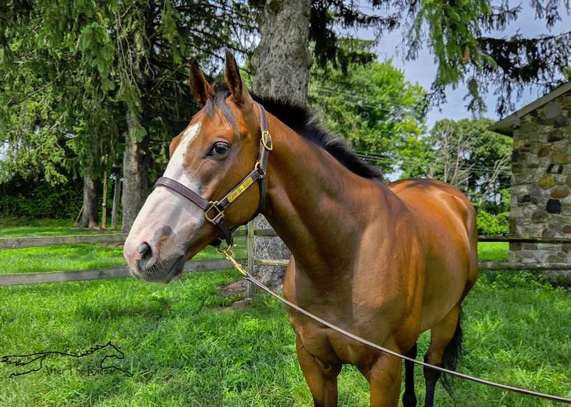 Captivated Drama, 6yo Thoroughbred gelding, 15.3hh