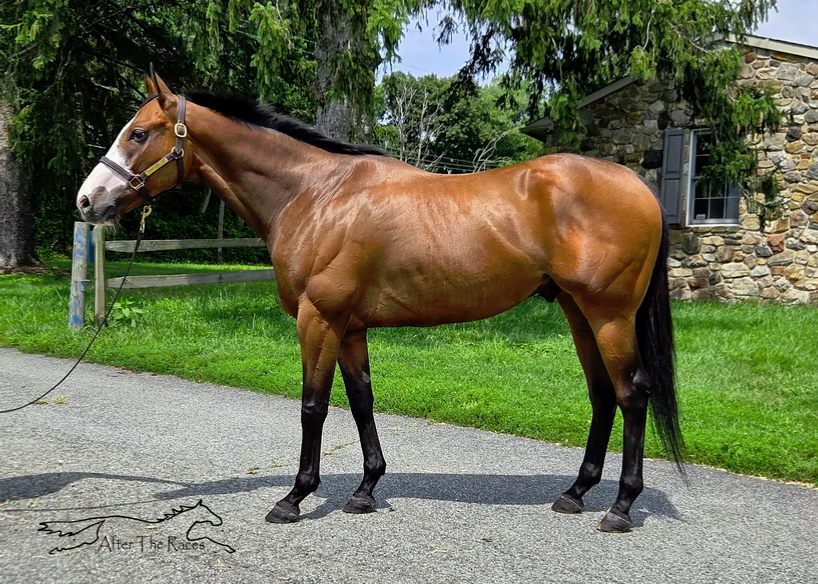 Captivated Drama, 6yo Thoroughbred gelding, 15.3hh