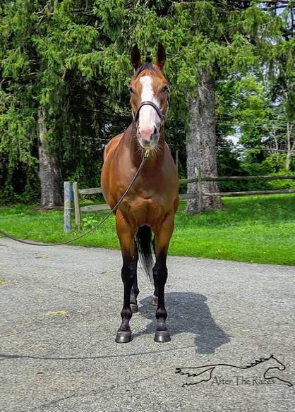 Captivated Drama, 6yo Thoroughbred gelding, 15.3hh
