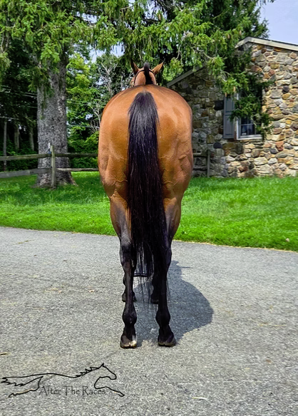 Captivated Drama, 6yo Thoroughbred gelding, 15.3hh