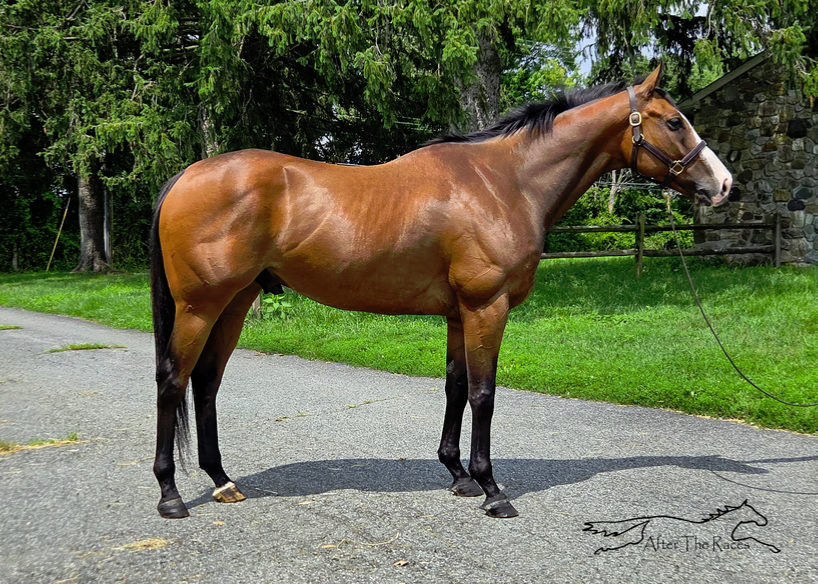 Captivated Drama, 6yo Thoroughbred gelding, 15.3hh