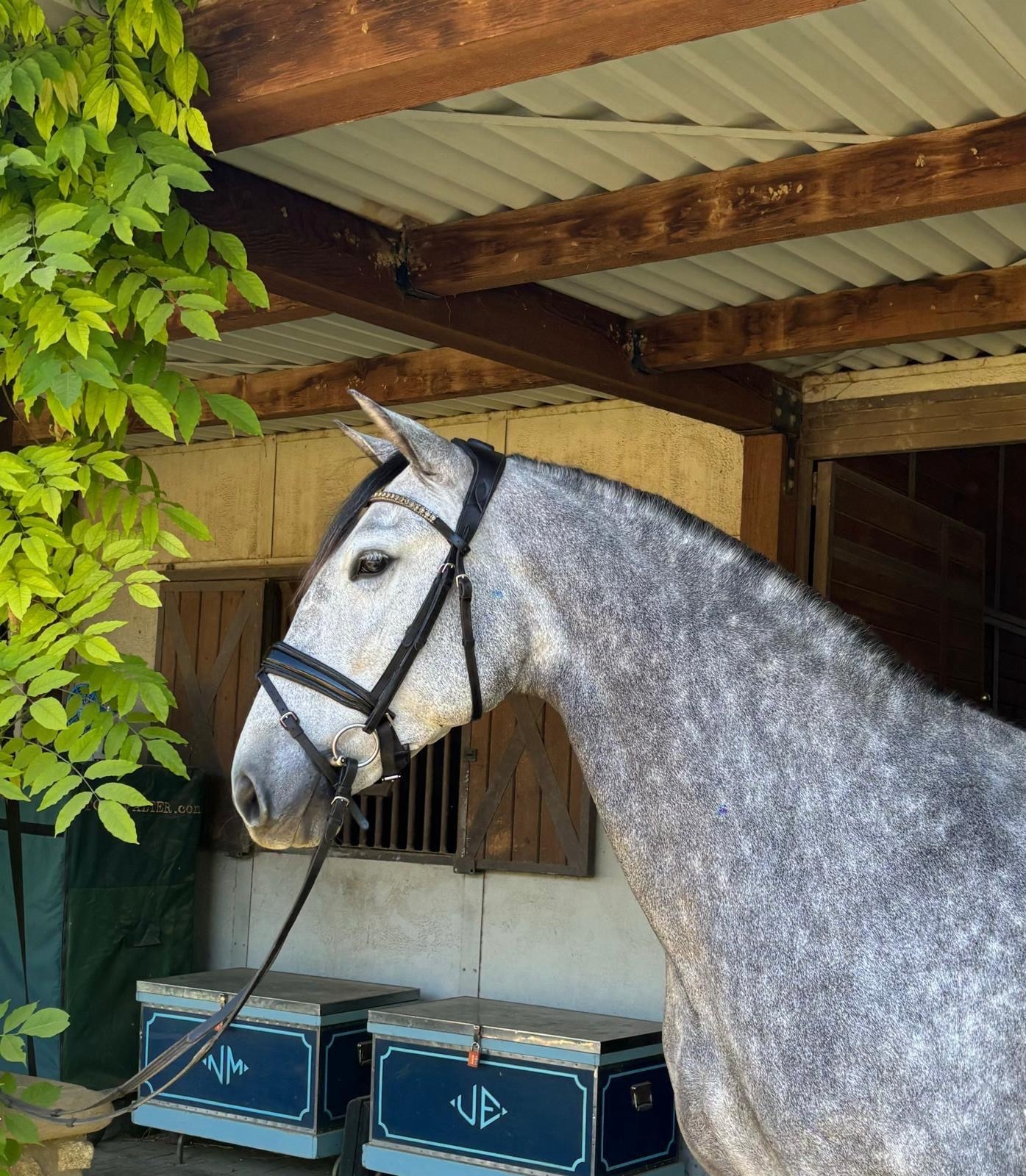 Kabileña, 6yo Pura Raza Espanola mare, 16.0hh