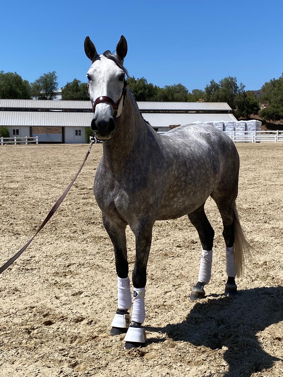 Kabileña, 6yo Pura Raza Espanola mare, 16.0hh