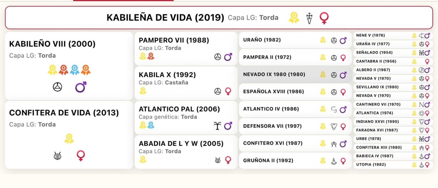 Kabileña, 6yo Pura Raza Espanola mare, 16.0hh