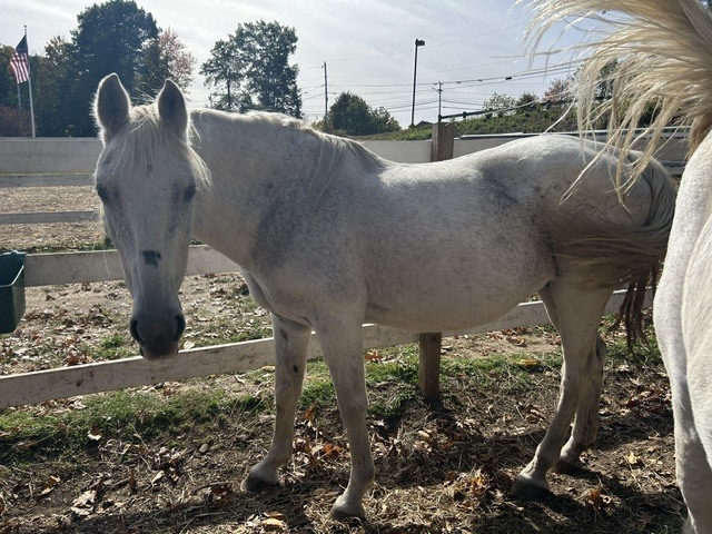 Eva, 22yo Draft mare, 15.0hh