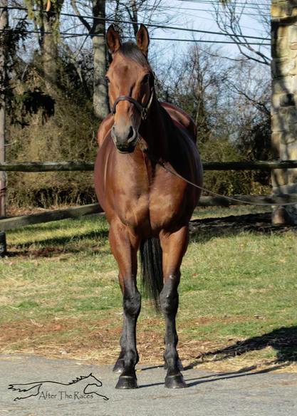 Speak Unity, 7yo Thoroughbred gelding, 16.1hh