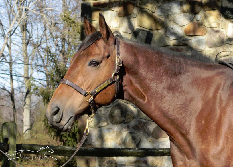 Speak Unity, 7yo Thoroughbred gelding, 16.1hh