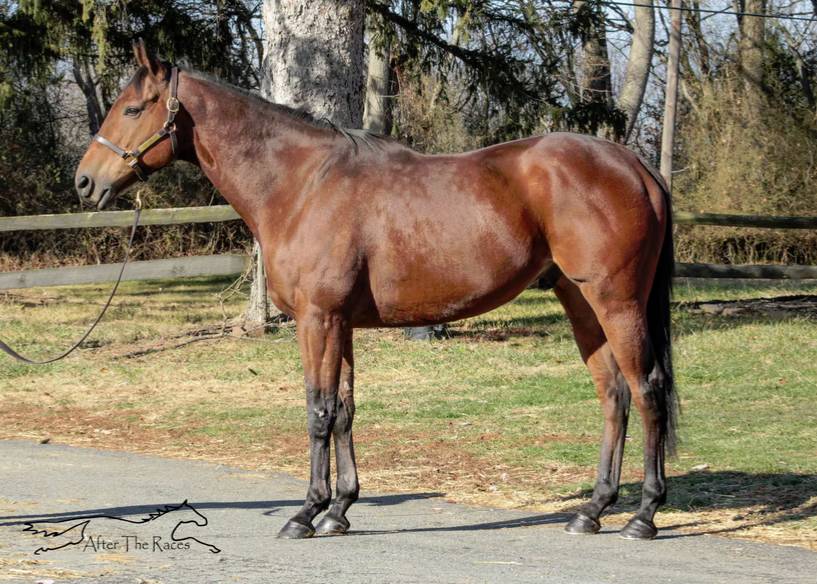 Speak Unity, 7yo Thoroughbred gelding, 16.1hh