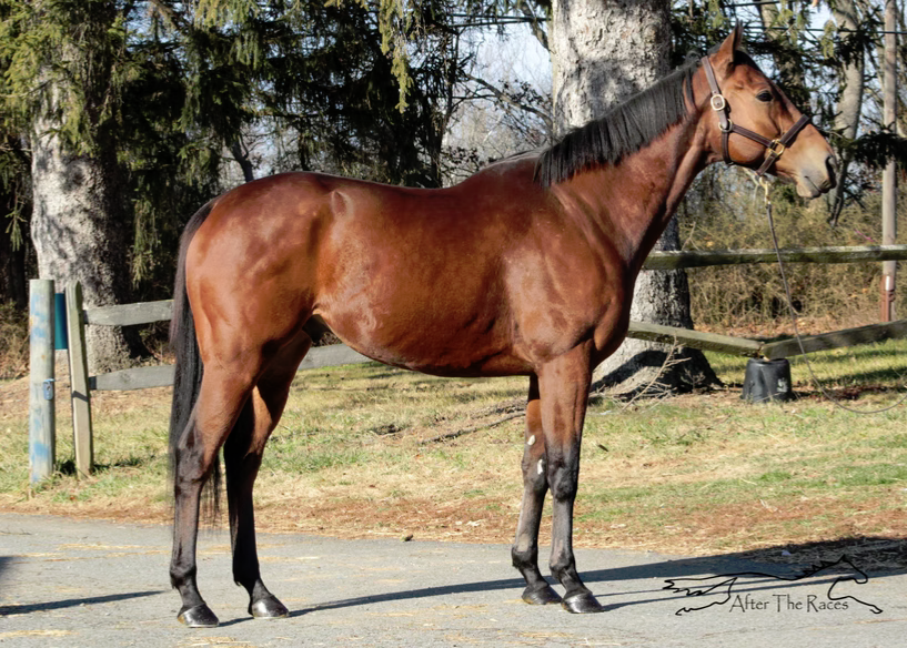 Speak Unity, 7yo Thoroughbred gelding, 16.1hh