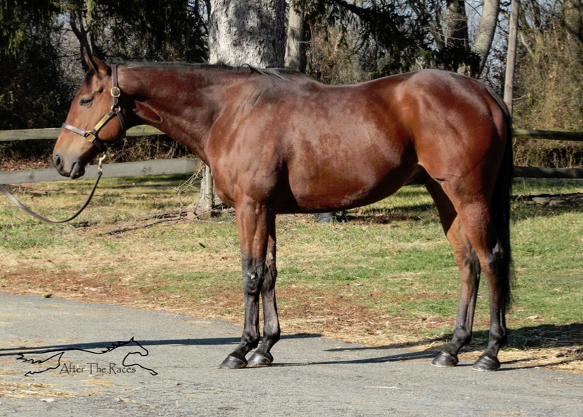 Speak Unity, 7yo Thoroughbred gelding, 16.1hh