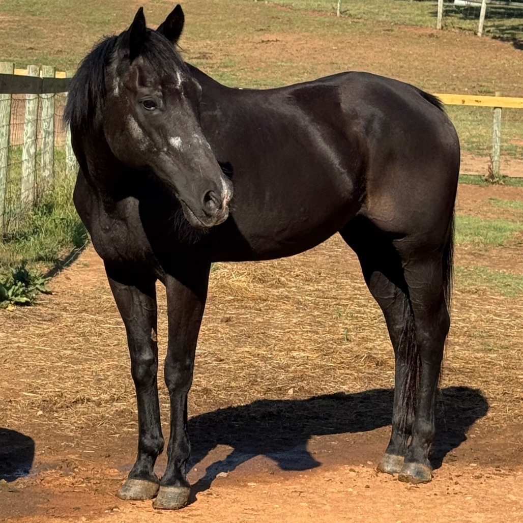 Magic, 29yo American Quarter Horse gelding, 15.2hh