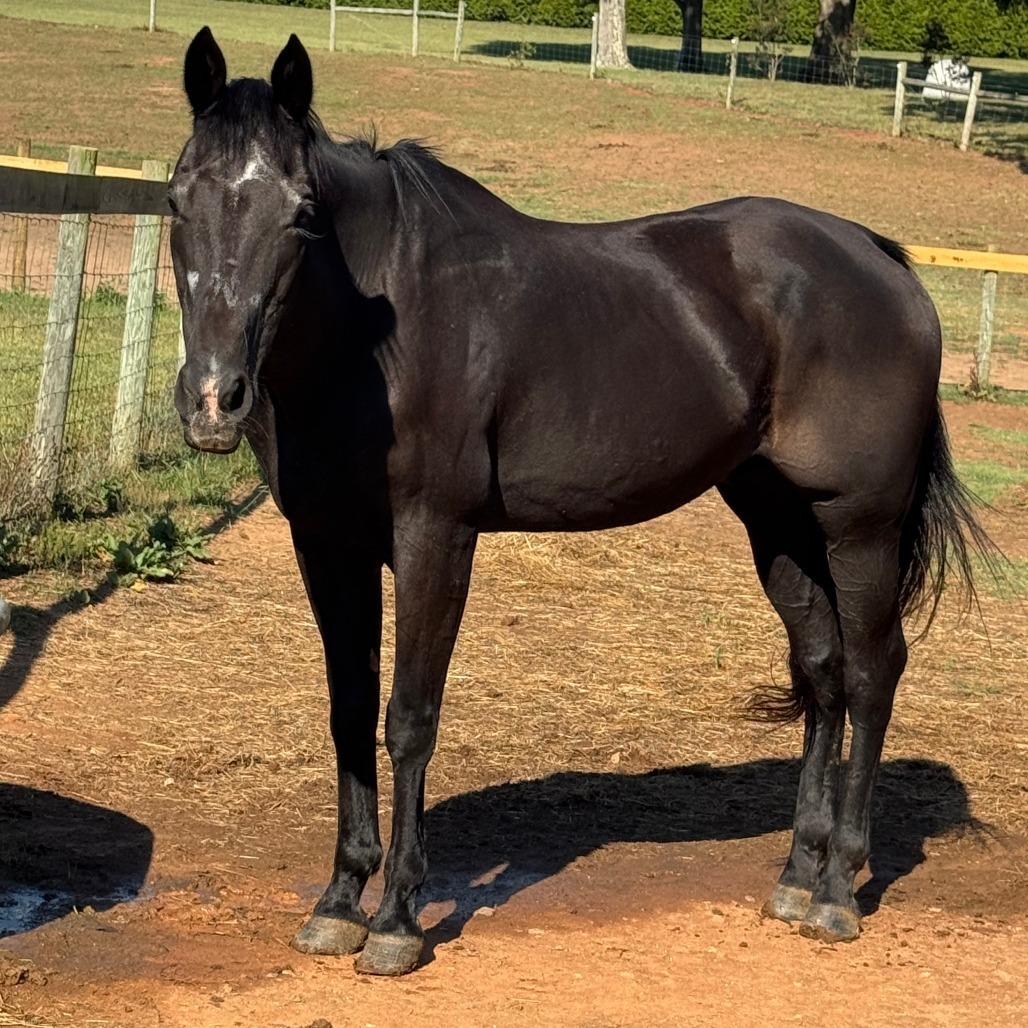 Magic, 29yo American Quarter Horse gelding, 15.2hh