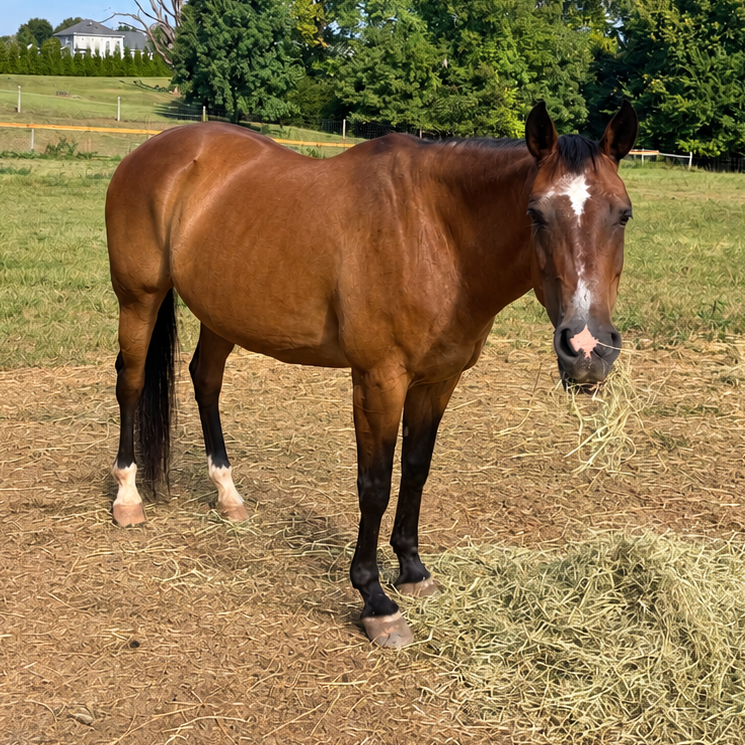 Becky, 24yo American Quarter Horse mare, 15.0hh