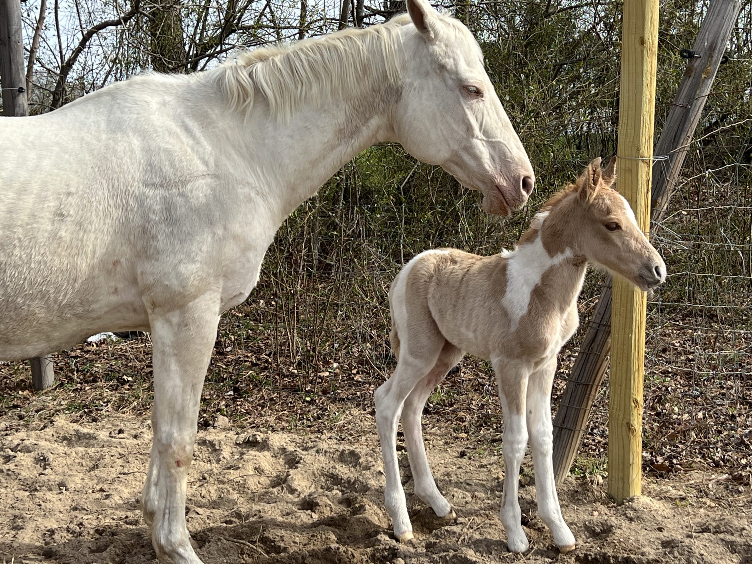 Noah, 1yo Quarter Horse gelding, 14hh