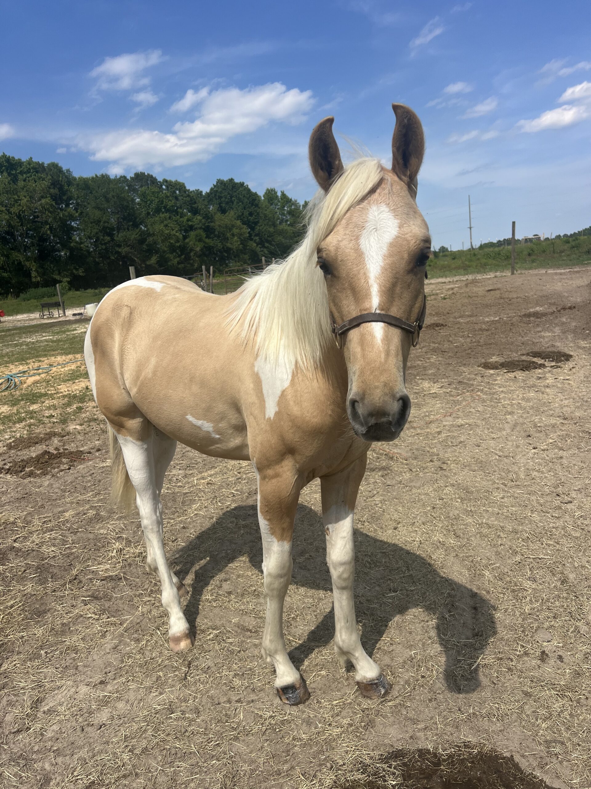 Noah, 1yo Quarter Horse gelding, 14hh