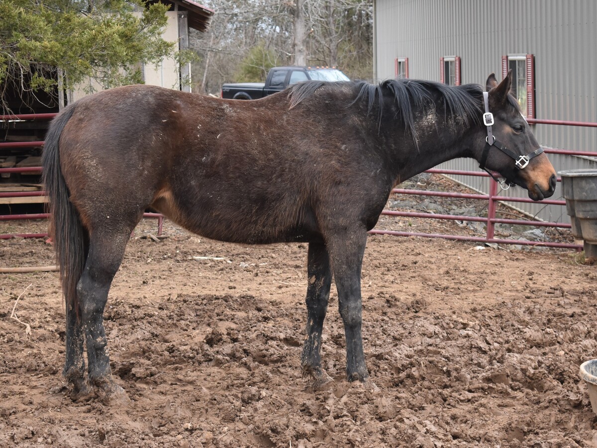 Lucky 7, 12yo Thoroughbred mare, 15.3hh