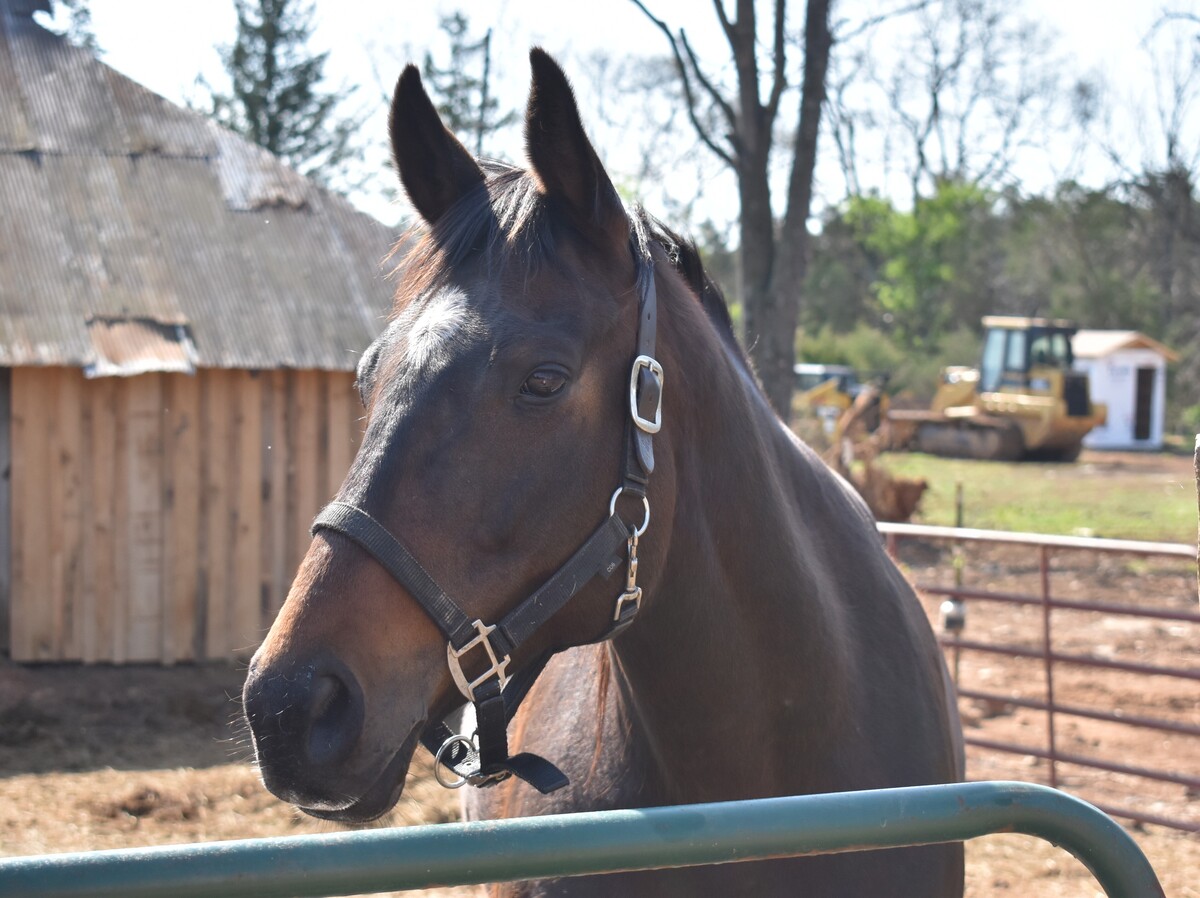 Lucky 7, 12yo Thoroughbred mare, 15.3hh